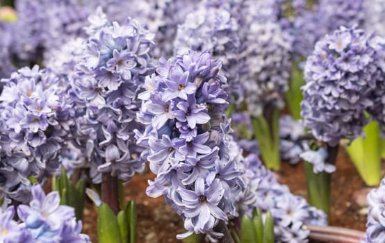 Purple or Violet Hyacinth Flower in Garden with Natural Light and Water Drop