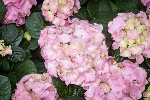 Pink Hydrangea Flower on Green Leaves Background in Garden