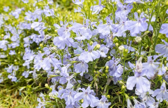 Purple Lobelia Flower and Water Drop in Garden with Natural Light