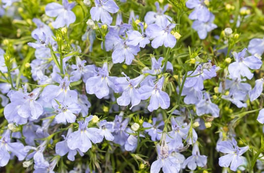 Purple Lobelia Flower with Natural Light in Garden