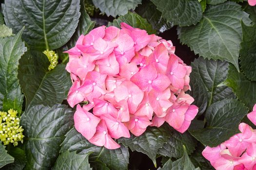 Pink Hydrangea Flower in Garden with Natural Light on Green Leaves Background