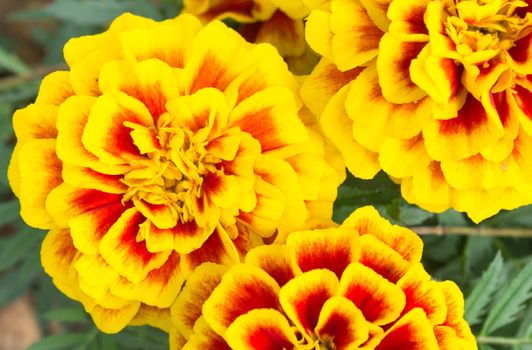 Orange yellow Marigold flowers in garden left view. Beautiful Marigold flowers for design. Marigold flowers background. Fresh and Bright Marigold 
flowers for decoration