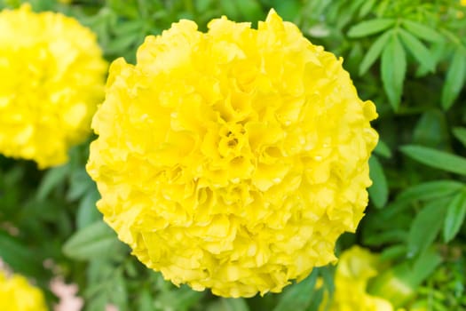 Yellow Marigold Bloom on Green Leaves Background