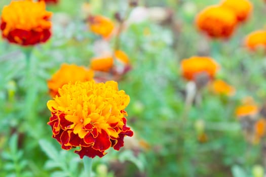 Marigold or Calendula blossom on green leaf background in garden.