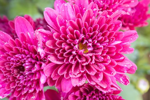 Magenta Chrysanthemum or Mums Flowers on Green Leaves Background in Garden with Natural Light on Zoom View