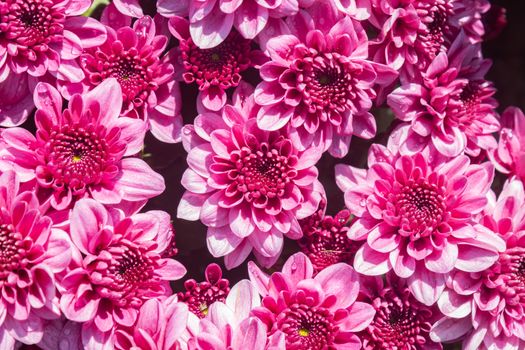 Magenta Pink Chrysanthemum or Mums Flowers in Garden with Natural Light Background