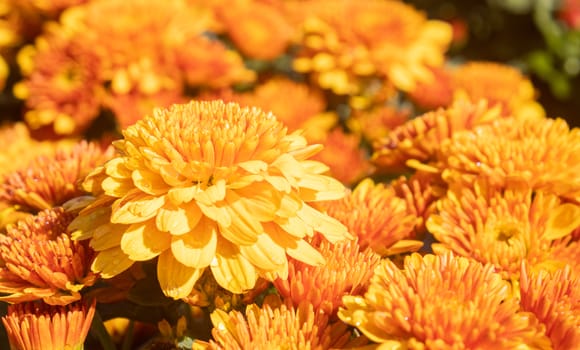 Orange Chrysanthemum or Mums Flowers on Green Leaves Background in Garden with Natural Light on Left Frame