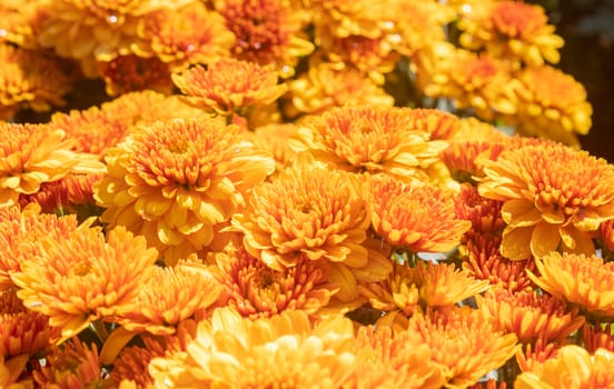 Orange Yellow Chrysanthemum or Mums Flowers in Garden with Natural Light Background