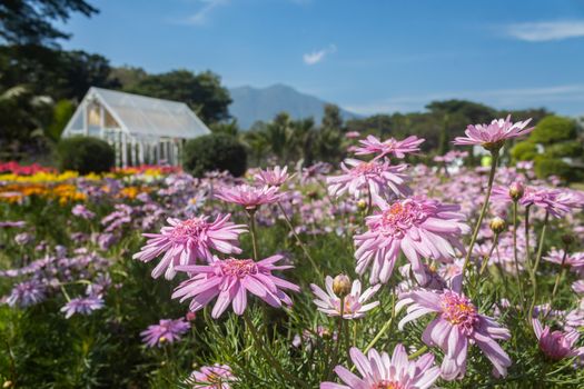 Pink Chrysanthemum or Mums Flowers and Flower House in Garden with Natural Light on Blue Sky Background