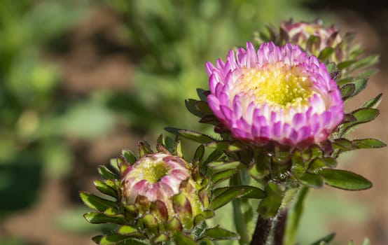 Pink Chrysanthemum or Mums Flowers on Green Leaves Background in Garden with Natural Light on Right Frame