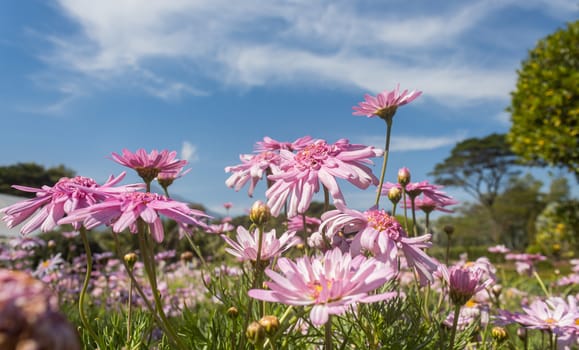 Pink Chrysanthemum or Mums Flowers with Natural Light in Garden on Blue Sky Background