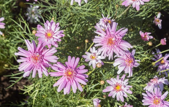 Pink Chrysanthemum or Mums Flowers in Garden with Natural Light on Top View