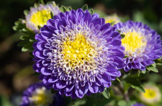 Purple or Violet Chrysanthemum or Mums Flowers on Green Leaves Background in Garden with Natural Light on Center Frame