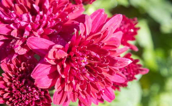 Red Chrysanthemum or Mums Flowers on Green Leaves Background in Garden with Natural Light on Left Frame