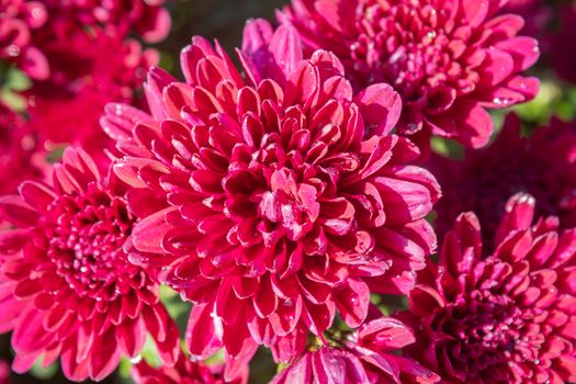 Red Chrysanthemum or Mums Flowers on Green Leaves Background in Garden with Natural Light on Flatlay View