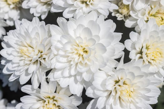 White Chrysanthemum or Mums Flowers in Garden with Natural Light on Top View