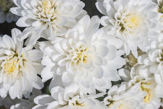 White Chrysanthemum or Mums Flowers in Garden with Natural Light on Flatlay View