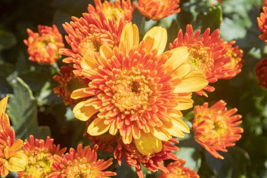 Yellow Orange Chrysanthemum or Mums Flowers in Garden on Green Leaves Background with Natural Light on Center Frame