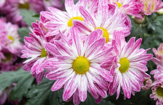 Purple Chrysanthemum Flower and Green Leaves in Garden in Zoom View. Natural Chrysanthemum Flower or Chrysanthemum bouquet with green leaves background