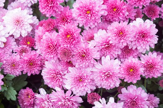 Purple or Violet Chrysanthemum Flower and Water Drop with Natural Light