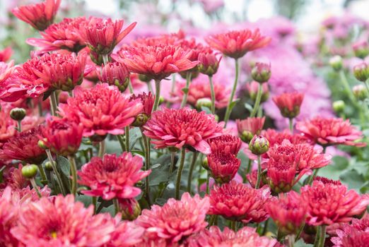 Red Chrysanthemum Flower in Garden and Water Drop with Natural Light and Green Leaves