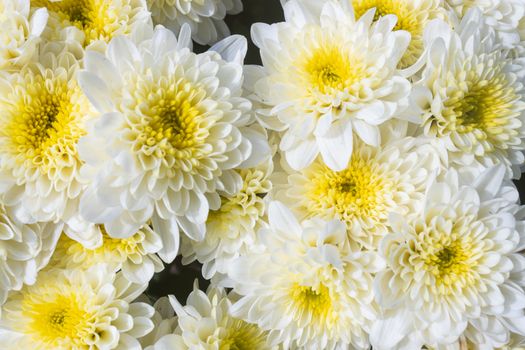 White Chrysanthemum or Mums Flowers in Garden with Natural Light on Flatlay and Zoom View