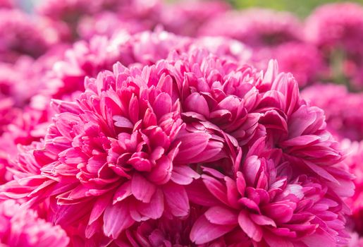 Magenta Chrysanthemum or Mums Flowers on Center Frame in Garden with Natural Light