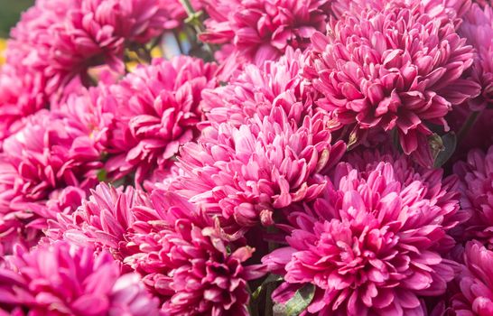 Magenta Chrysanthemum or Mums Flowers Background in Garden  with Natural Light