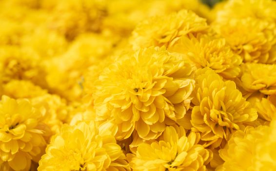 Yellow Chrysanthemum or Mums Flowers Background on Right View in Garden with Natural Light