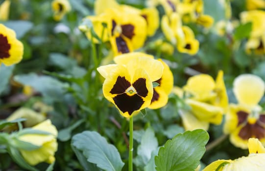 Pansy Flower in Garden with Natural Light on Sunshine Day