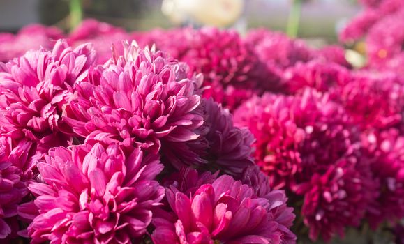 Magenta Chrysanthemum or Mums Flowers in Garden with Natural Light on Left Frame