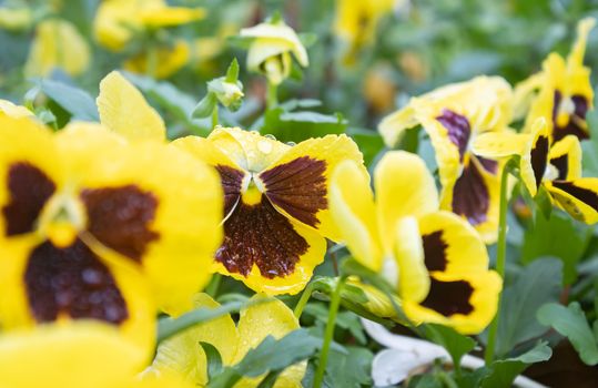 Pansy Flower and Water Drop in Garden with Natural Light on Sunshine Day