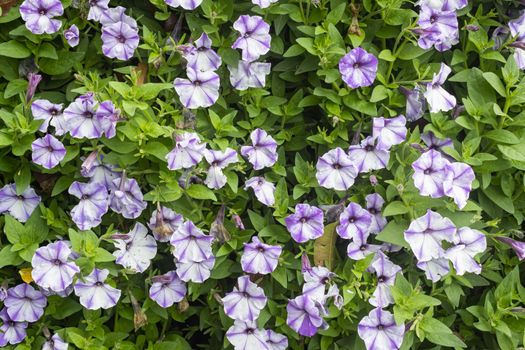 Purple or Violet Petunia Flower and Water Drop with Natural Light on Green Leaves Background