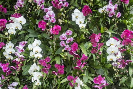 Purple Phalaenopsis Orchid Flower with Natural Light on Green Leaves Background