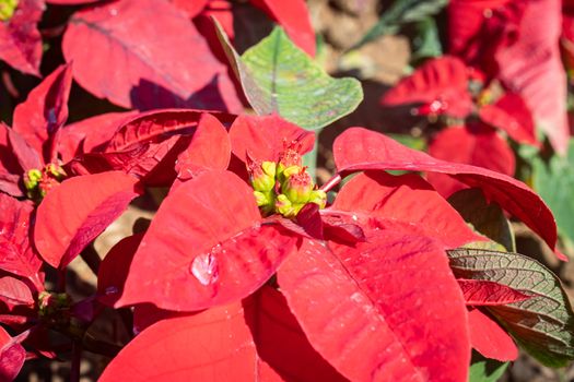 Red Magenta Poinsettia Plant and Water Drop with Natural Light in Garden on Zoom View