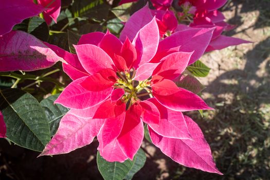 Pink Magenta Poinsettia Plant and Water Drop with Natural Light in Garden on Center Frame