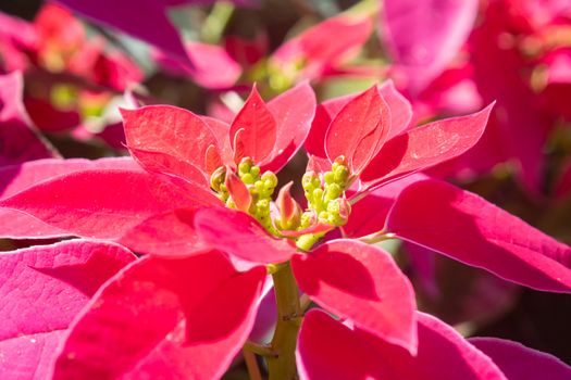 Pink Magenta Poinsettia Plant and Water Drop with Natural Light in Garden on Close Up View