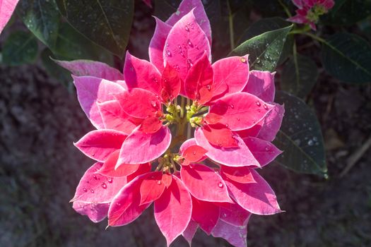 Pink Magenta Poinsettia Plant and Water Drop with Natural Light in Garden on Flatlay View