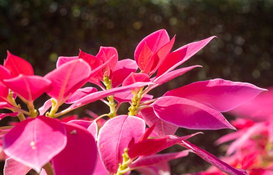 Pink Magenta Poinsettia Plant and Water Drop with Natural Light in Garden on Zoom View