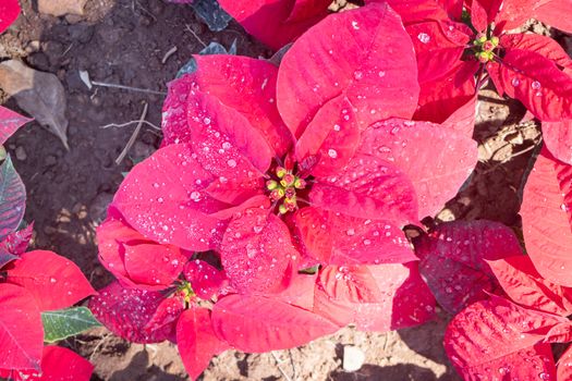 Pink Magenta Poinsettia Plant and Water Drop with Natural Light in Garden on Flatlay View