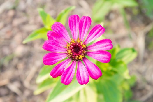 Pink zinnia blossom at center. Zinnia in garden on top view.