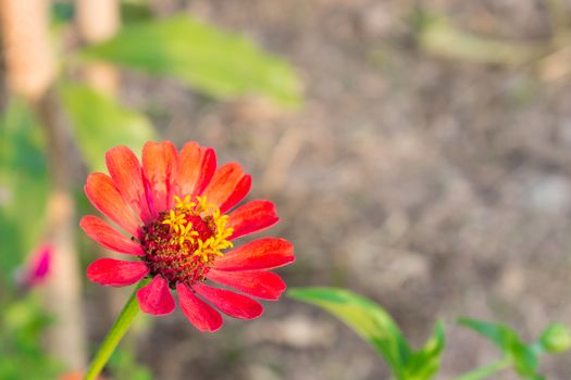 Orange zinnia flower within soft yellow light of the Sunset. Zinnia in garden.