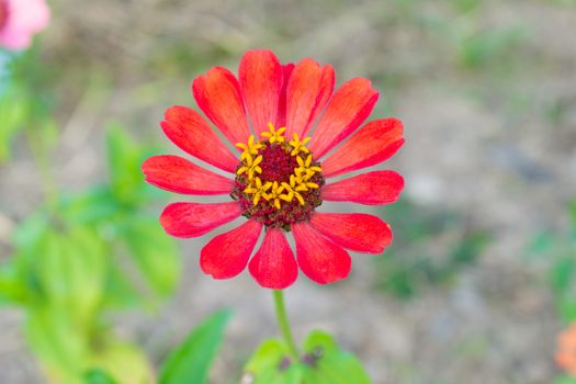 Orange zinnia blossom at center of frame. Zinnia in garden on top view.