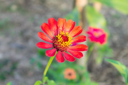 Orange zinnia flower within soft yellow light of the Sunset. Zinnia in garden.