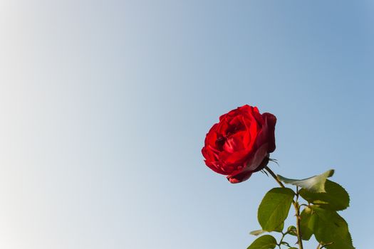 Abloom red rose at bottom right on blue sky background. Rose for love and romantic event.