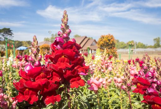 Red Snapdragon Flowers or Antirrhinum Majus with Natural Light in Garden on Blue Sky Background