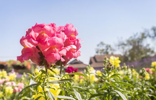 Pink Snapdragon Flowers or Antirrhinum Majus in Garden with Natural Light on Left View