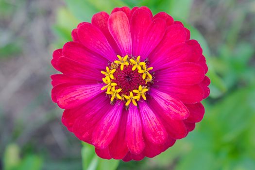 Red zinnia blossom at center closeup. Zinnia bloom in garden on green leaf background.