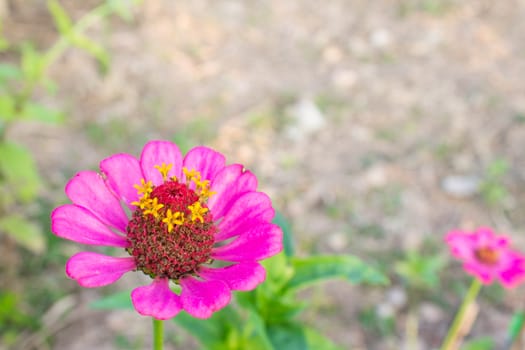 Pink zinnia blossom at bottom left closeup. Zinnia bloom in garden on green leaf background.