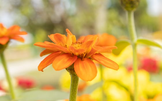 Orange Zinnia Flower in Garden Background with Natural Light in Zoom View